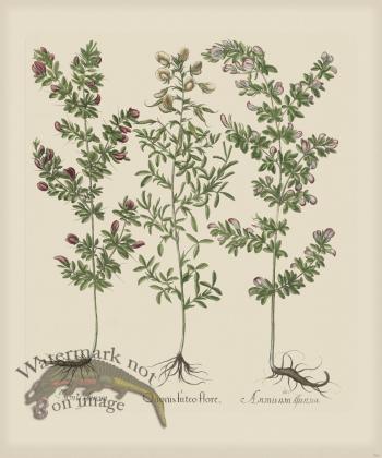 Besler 263 Colored  B2